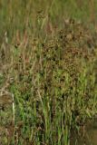 Juncus turczaninowii