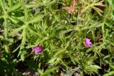 Geranium dissectum