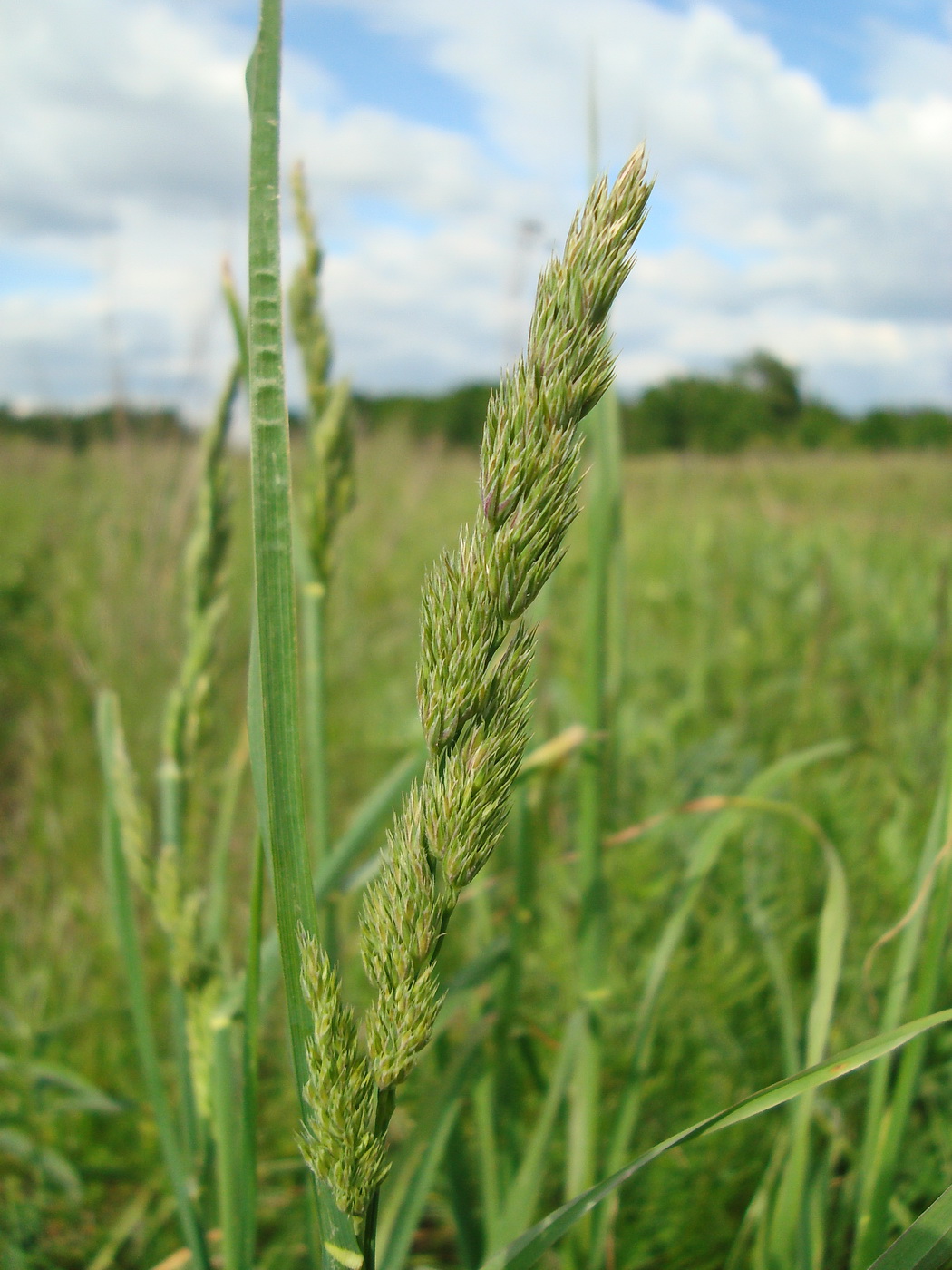 Изображение особи Dactylis glomerata.