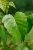 Betula mandshurica