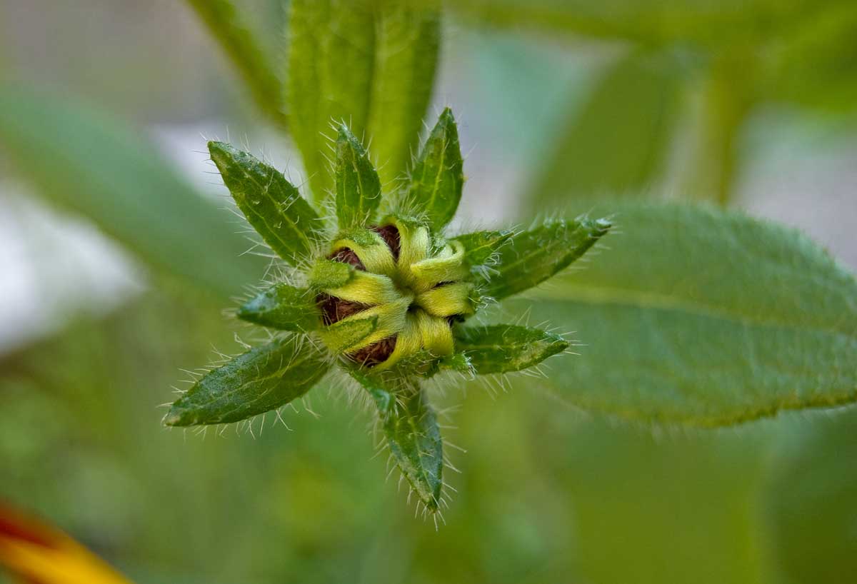 Image of Rudbeckia hirta specimen.