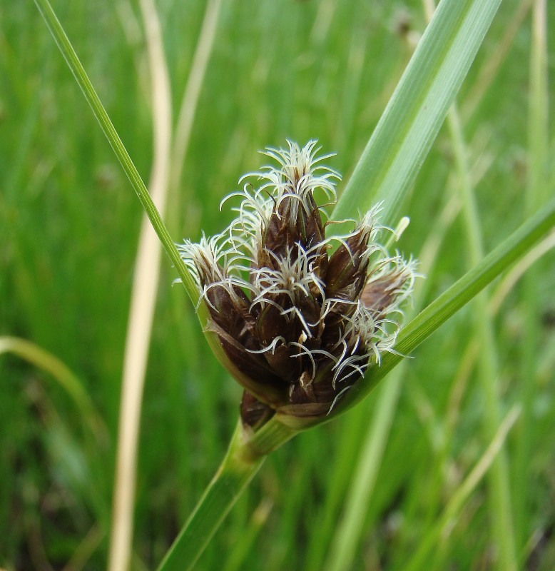 Изображение особи Bolboschoenus maritimus var. compactus.