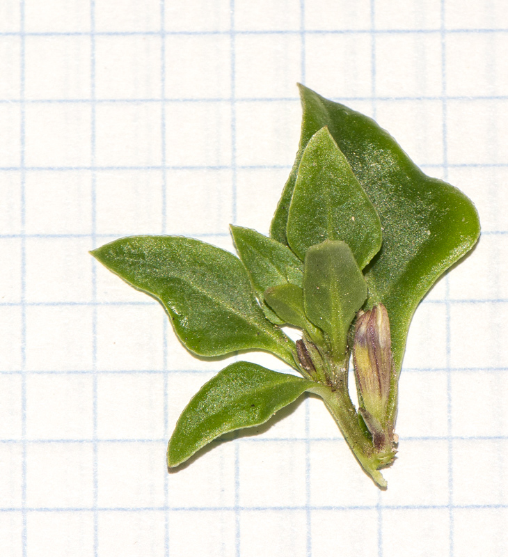 Изображение особи Sclerophylax spinescens.