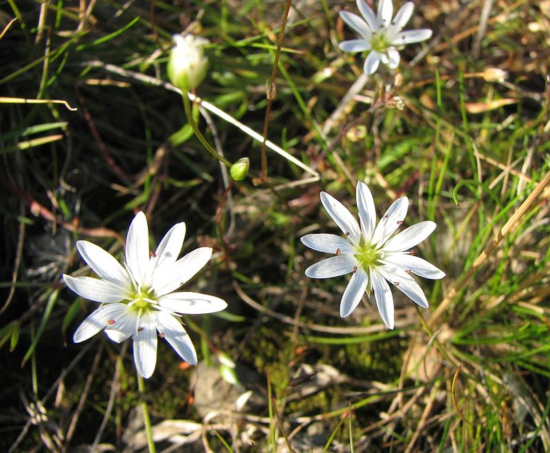 Изображение особи Stellaria peduncularis.