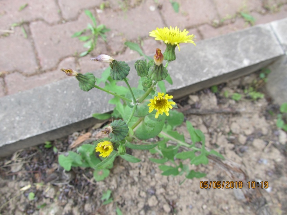 Изображение особи Sonchus oleraceus.