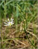 Stellaria graminea. Соцветие с распустившимся цветком и бутонами. Чувашия, окр. г. Шумерля, Кумашкинский заказник, Соколова поляна. 23 мая 2010 г.