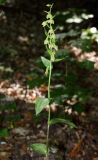 Epipactis persica