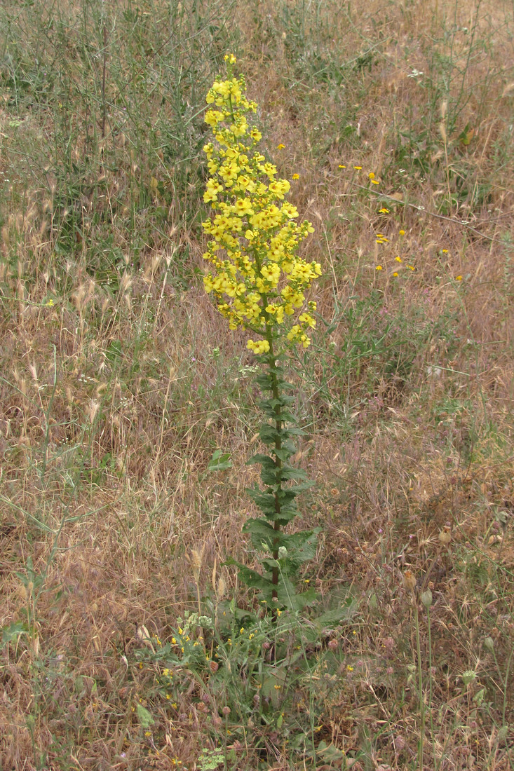 Изображение особи Verbascum pyramidatum.