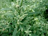 род Chenopodium. Часть веточки с соцветиями. Калининградская обл., г. Балтийск, городской пляж. 11 августа 2018 г.