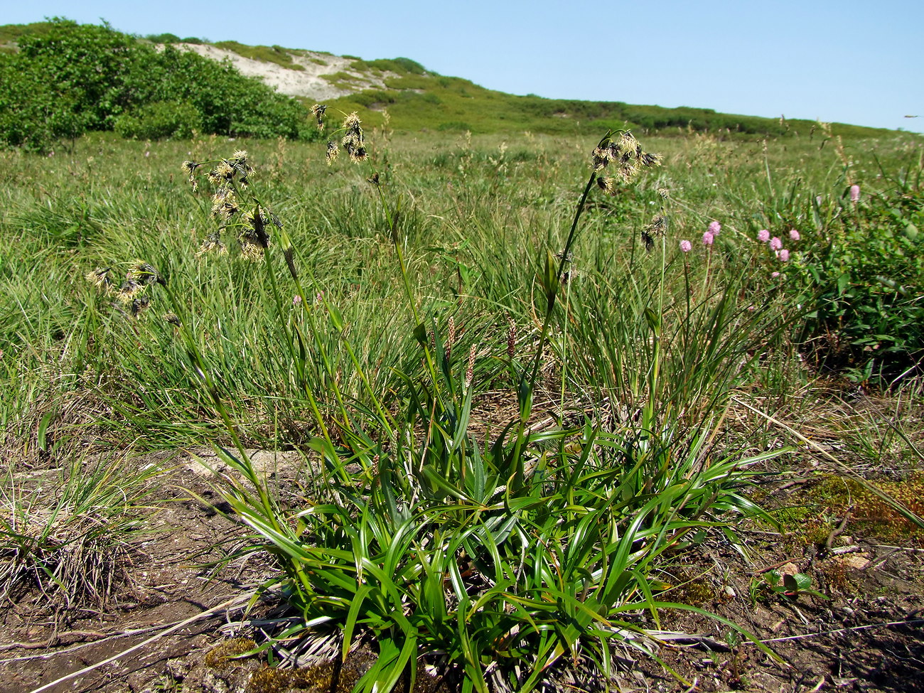 Изображение особи Scirpus maximowiczii.