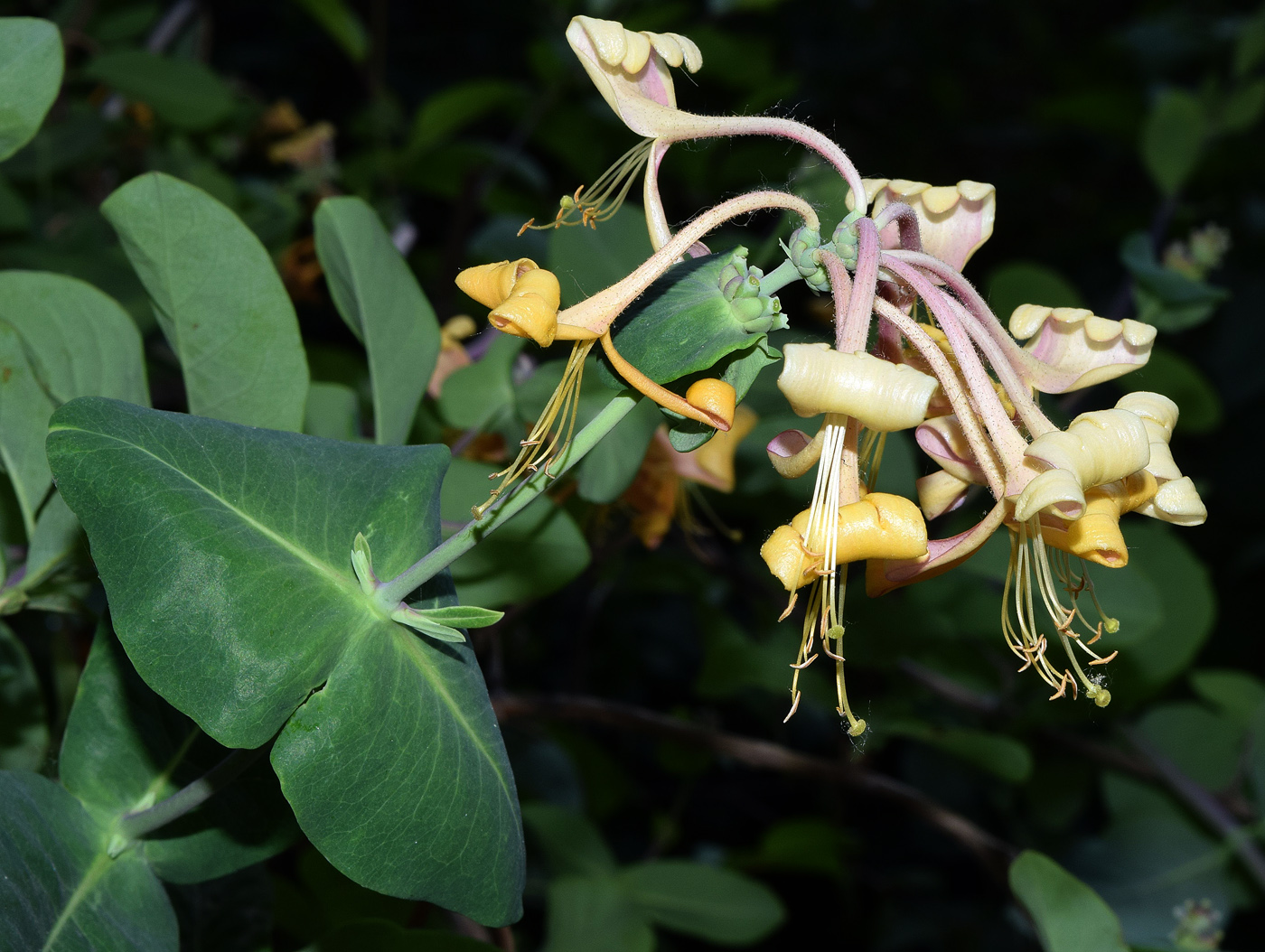 Изображение особи Lonicera caprifolium.