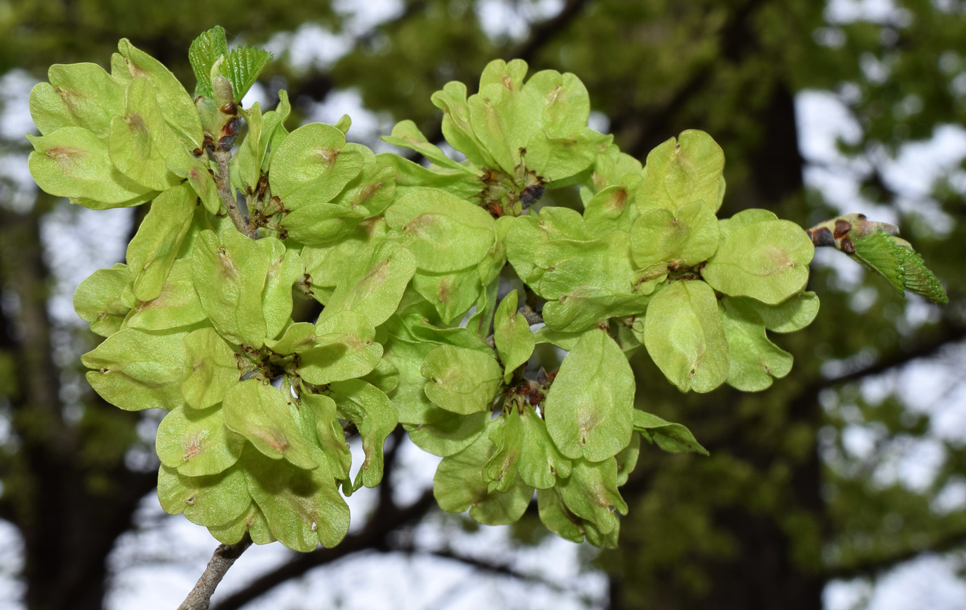 Изображение особи Ulmus minor.