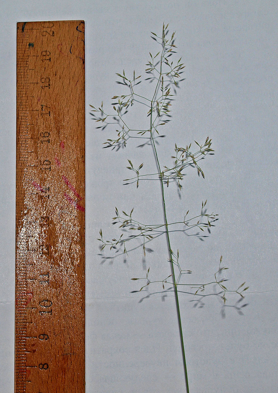 Image of Agrostis tenuis specimen.