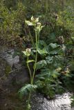 Cirsium oleraceum. Верхушка цветущего растения. Ленинградская обл., Ломоносовский р-н, окр. дер. Мал. Забородье, р. Шингарка. 01.09.2018.