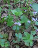 Glechoma hederacea