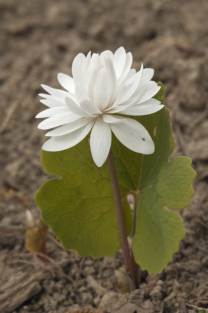 Изображение особи Sanguinaria canadensis.