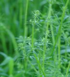 Galium vaillantii