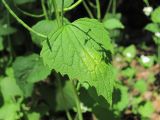 Alliaria petiolata. Лист, поражённый Peronospora niessleana. Краснодарский край, Абинский р-н, окр. пос. Новый, широколиственный лес. 19.04.2020.