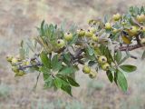 Pyrus elaeagrifolia. Ветвь с плодами. Южный берег Крыма, окр. с. Приветное, гора Казах, каменистая степь с отдельно стоящими деревцами. 24.07.2019.