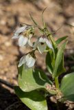 Rhinopetalum bucharicum