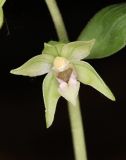 Epipactis persica. Цветок. Горный Крым, окр. с. Генеральское, буковый лес. 15 июля 2022 г.