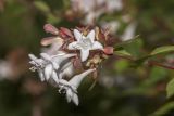 Abelia &times; grandiflora