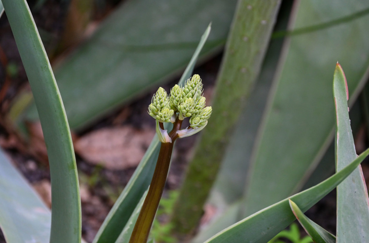 Изображение особи Aloe striata.