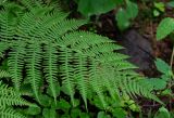 Athyrium monomachii