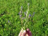 Polygala amarella