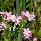 Centaurium erythraea. Соцветие. Украина, Донецкая обл., Краснолиманский р-н, окр. пгт Ямполь. 09.07.2011.