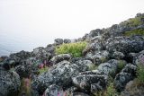 Sorbus aucuparia подвид glabrata. Отцветшее растение на крупновалунном моренном склоне. Кольский п-ов, Восточный Мурман, восточный берег губы Ярнышная. Конец июля 2006 г.