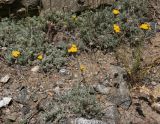 Hippolytia darvasica. Цветущие растения. Таджикистан, Памир, окр. г. Хорог. 31.07.2011.