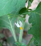 Solanum nigrum ssp. schultesii