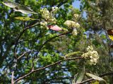 Arbutus andrachne