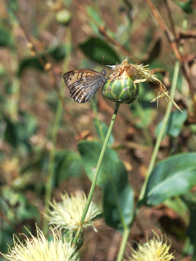 Изображение особи Rhaponticoides turkestanica.