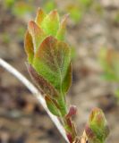 Lonicera xylosteum. Молодые листья. Подмосковье, окр. г. Одинцово, просека в ельнике. Май 2013 г.