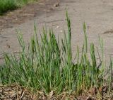 Bromus hordeaceus