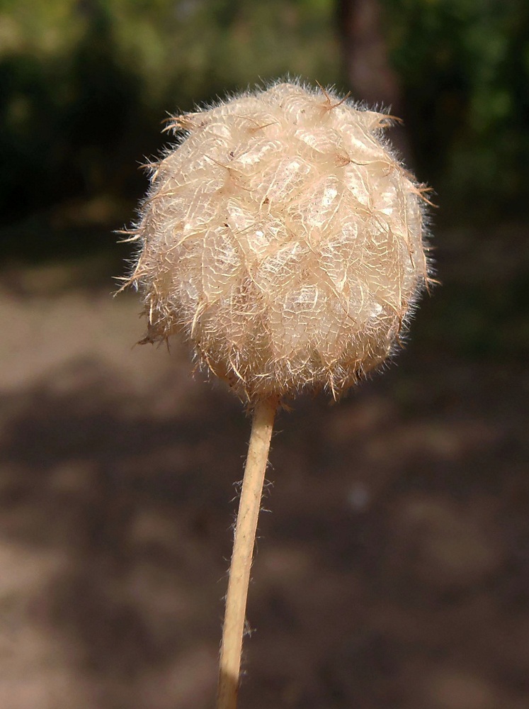 Изображение особи Trifolium fragiferum.