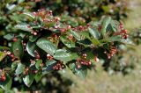 Cotoneaster lucidus