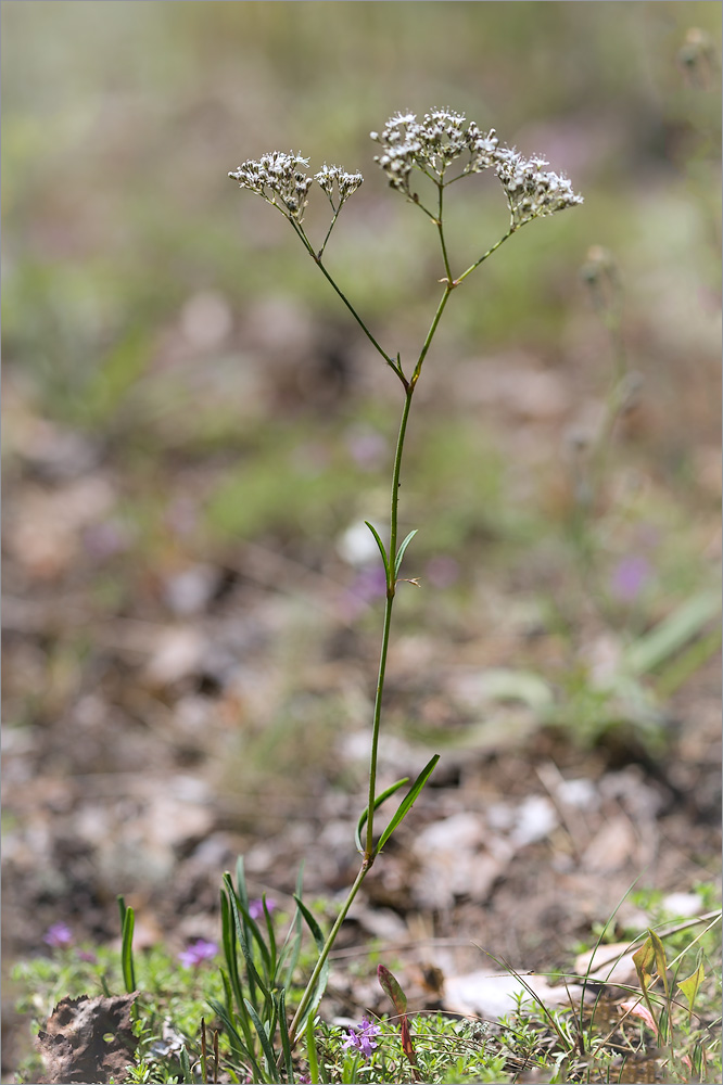 Изображение особи Gypsophila fastigiata.