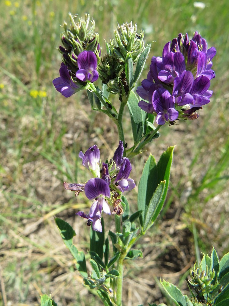 Изображение особи Medicago sativa.