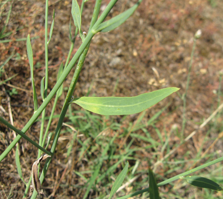 Изображение особи Chondrilla latifolia.