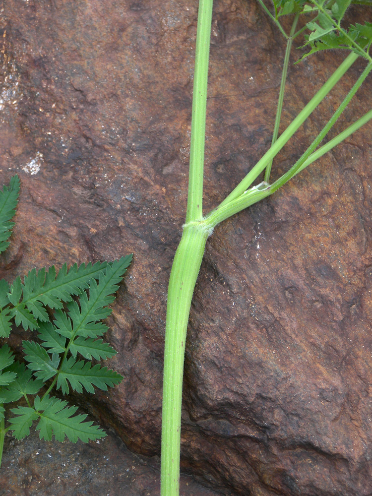 Image of Chaerophyllum aureum specimen.