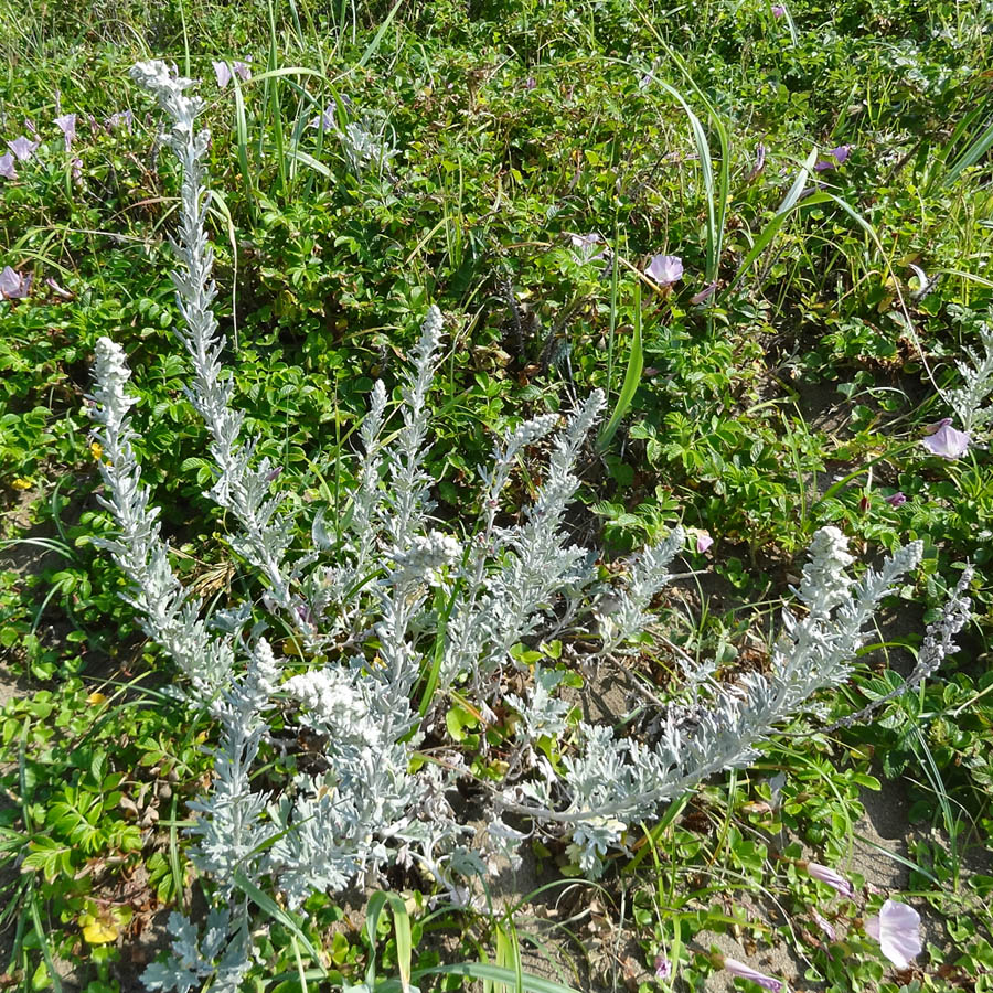 Изображение особи Artemisia stelleriana.