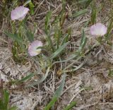 Convolvulus lineatus