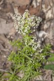 Galium album