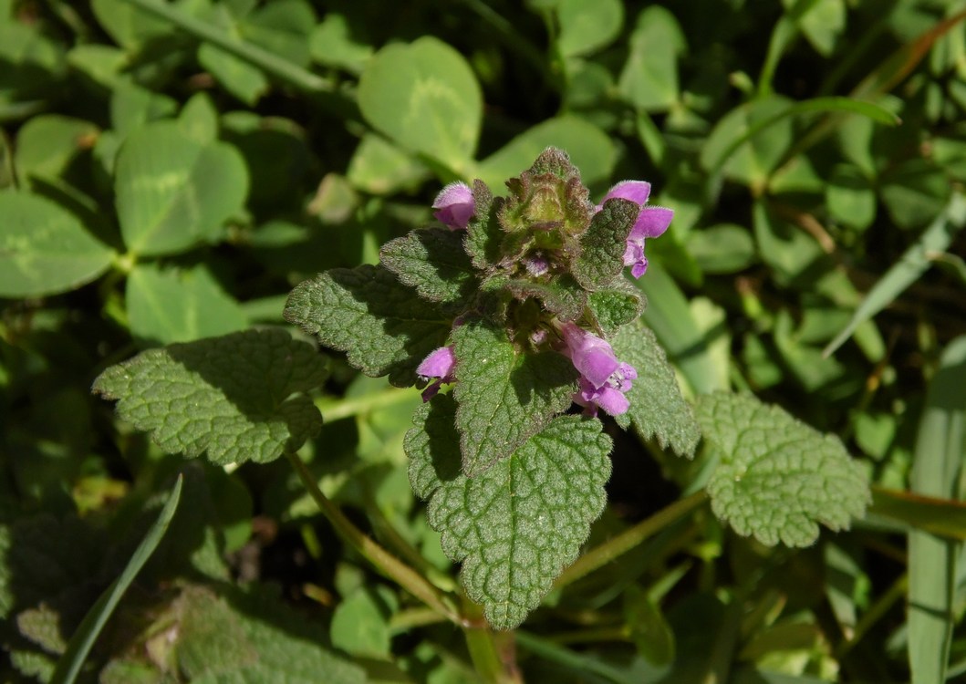 Изображение особи Lamium purpureum.