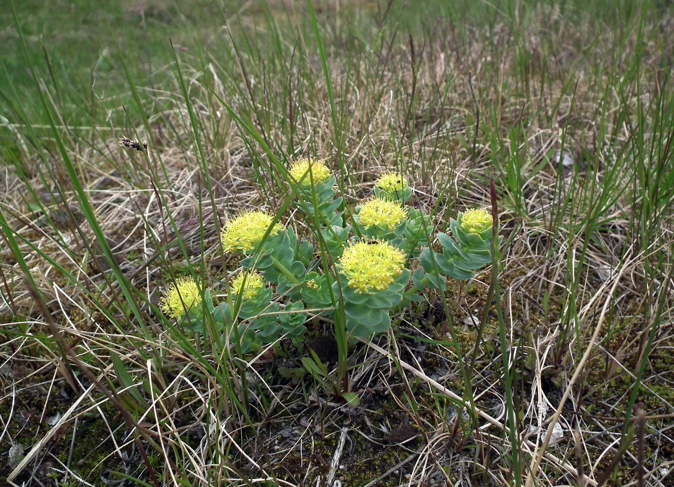 Изображение особи Rhodiola rosea.