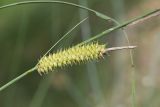 Carex rostrata