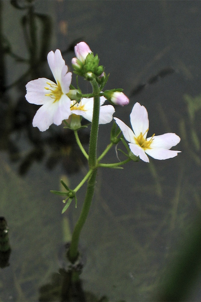 Изображение особи Hottonia palustris.